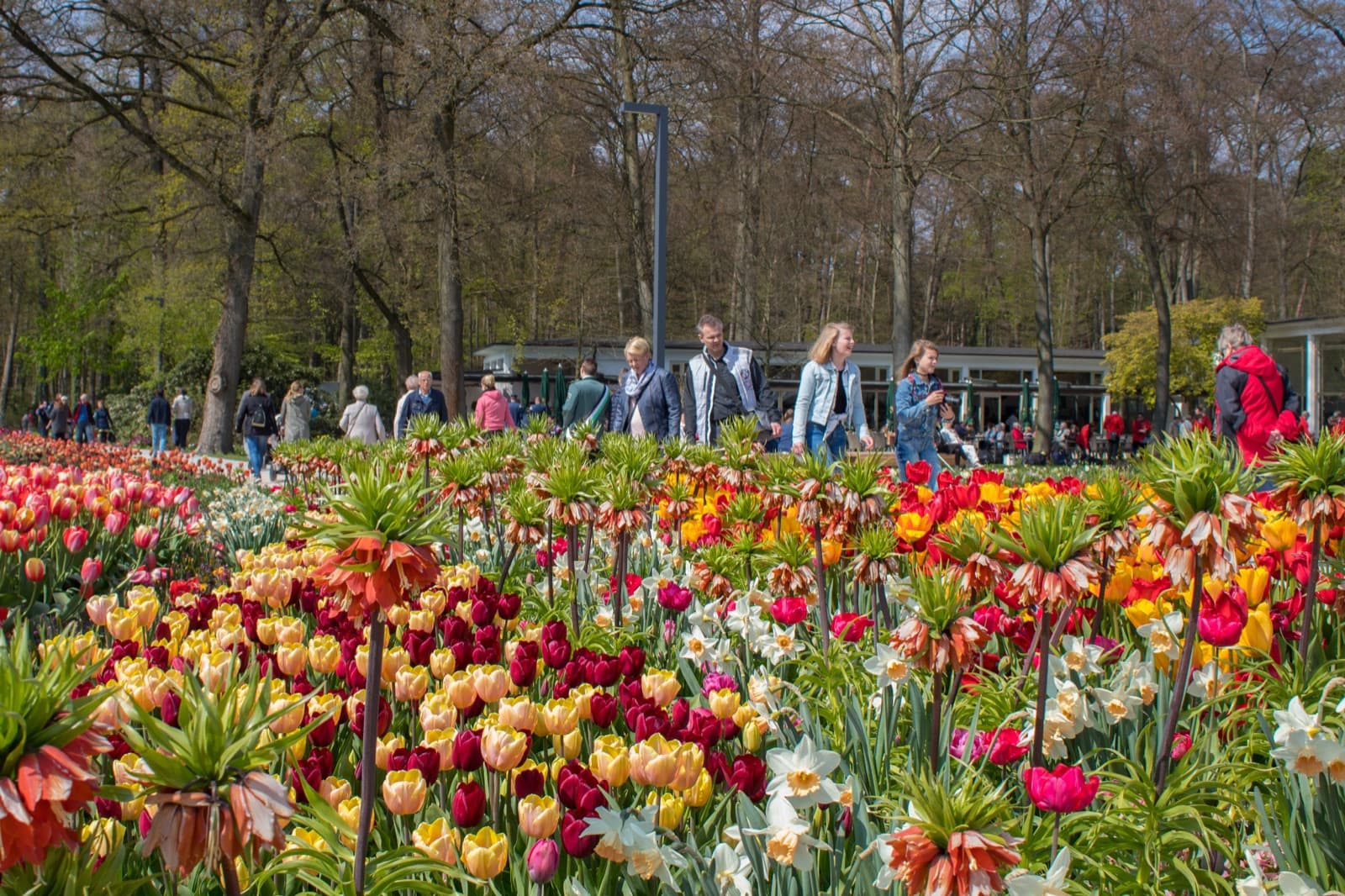 Tulpenblüte in der Gartenschau